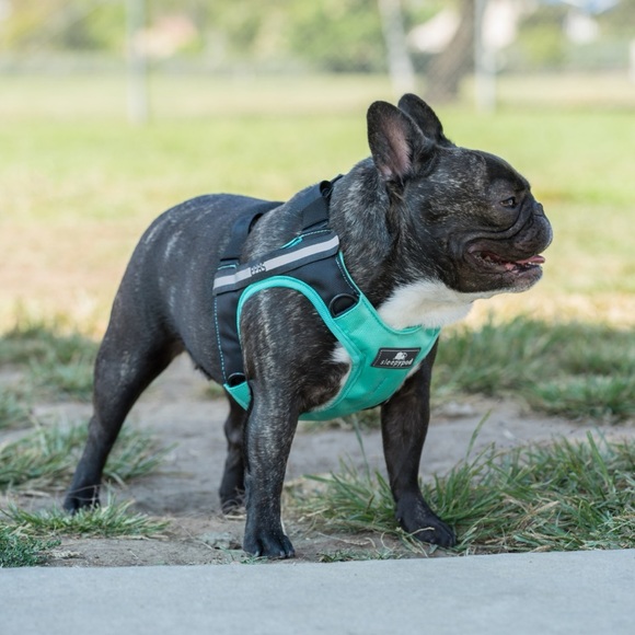 Large Sleepypod Safety ClickIt Terrain 3 Point Safety Harness Bundle- Blue - Picture 2 of 14
